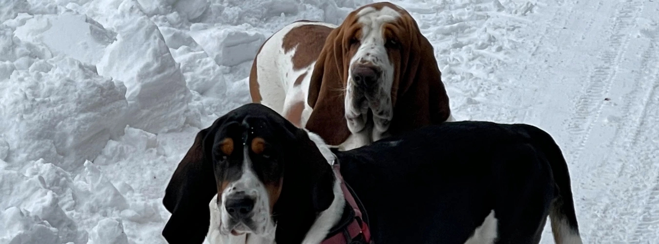 Zwei Basset Hound im Schnee