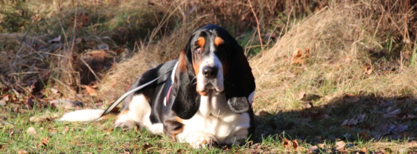 Basset Hound im Gras bei einen Spazeirgang