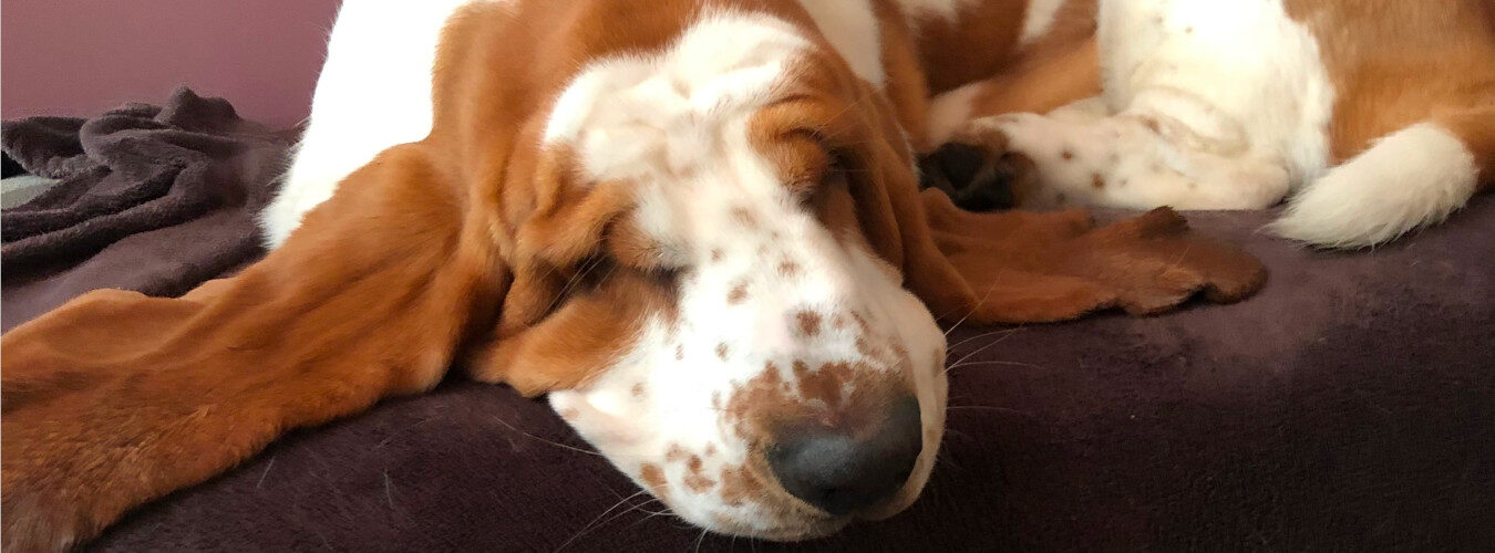 Basset Hound bei einer Pause