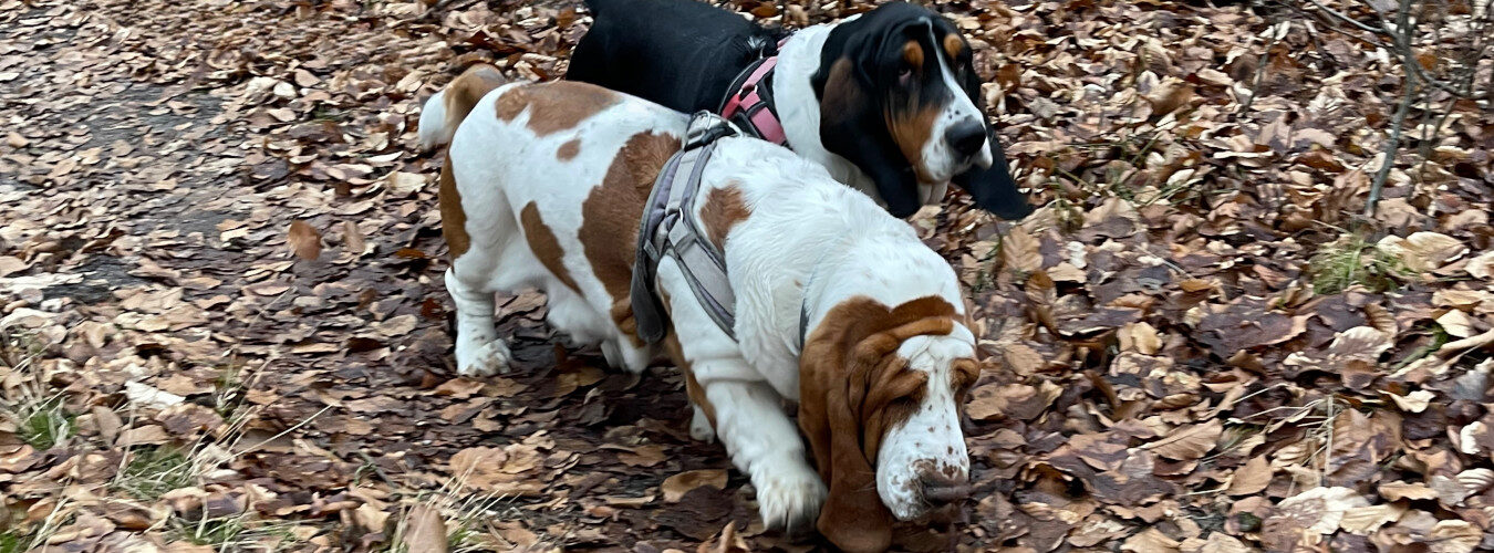 Zwei Basses Hound beim Suchen im Wald