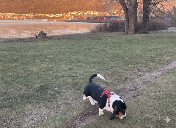 Basset Hound in Jönköping Schweden