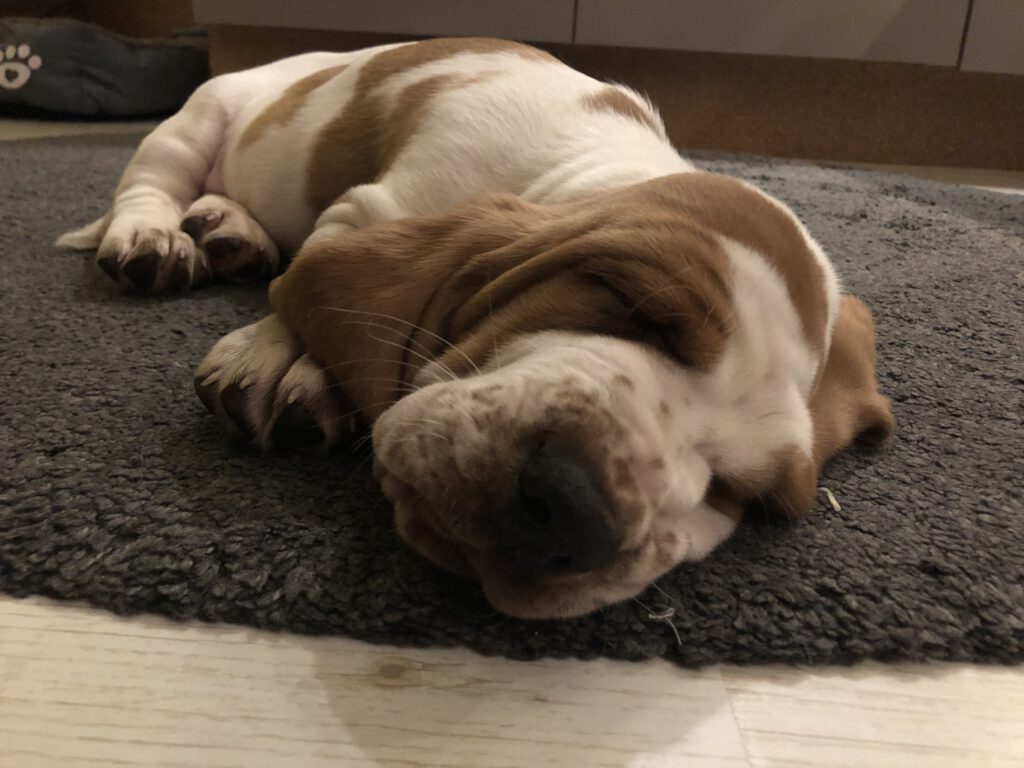 Knutschkugel, Basset Hound Welpe