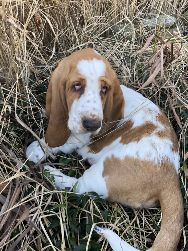 Basset Hound bei einer kleinen Pause