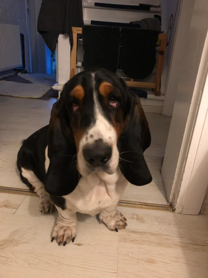 Basset Hound im Haus