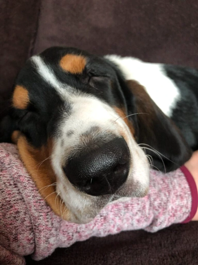 Basset Hound beim kuscheln
