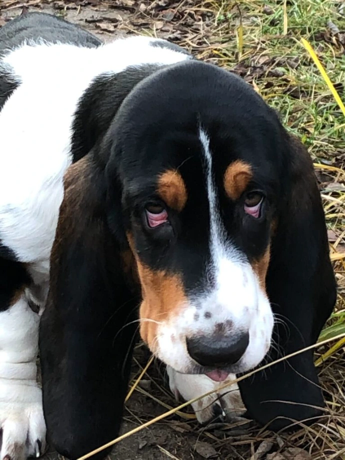 Basset Hound auf einer Wiese