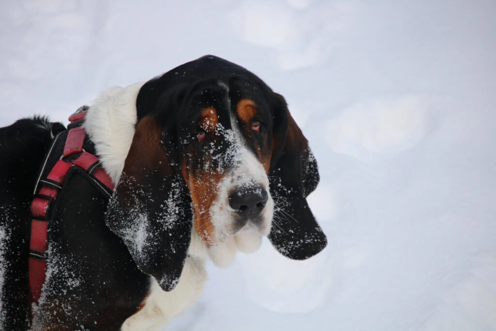 Basset Hound im Schnee