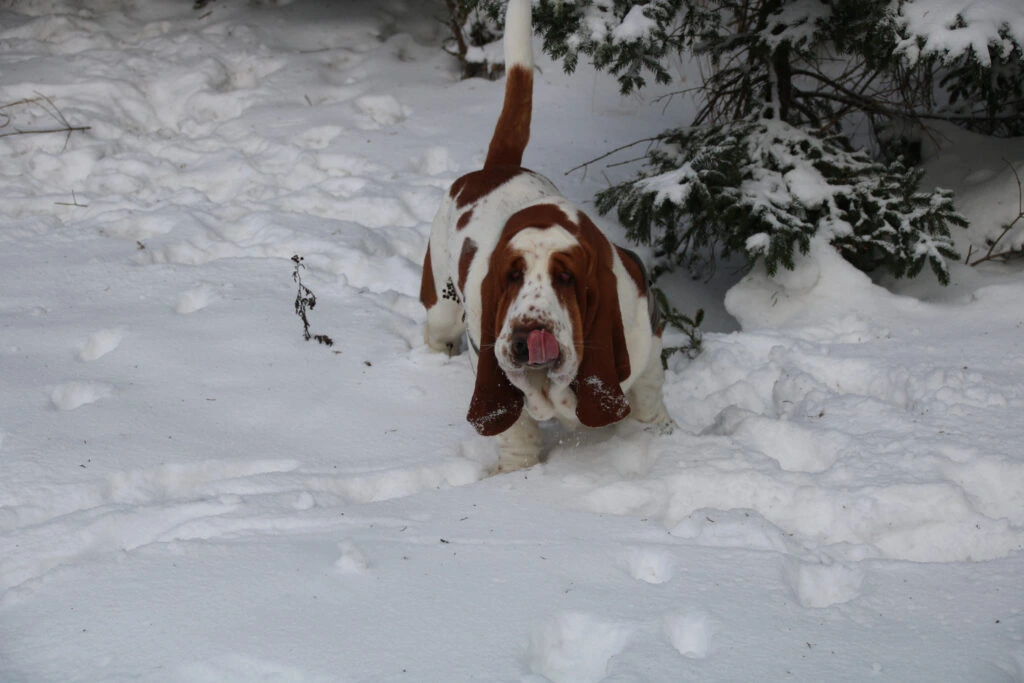 Basset Hound lässt sich den Schnee schmecken