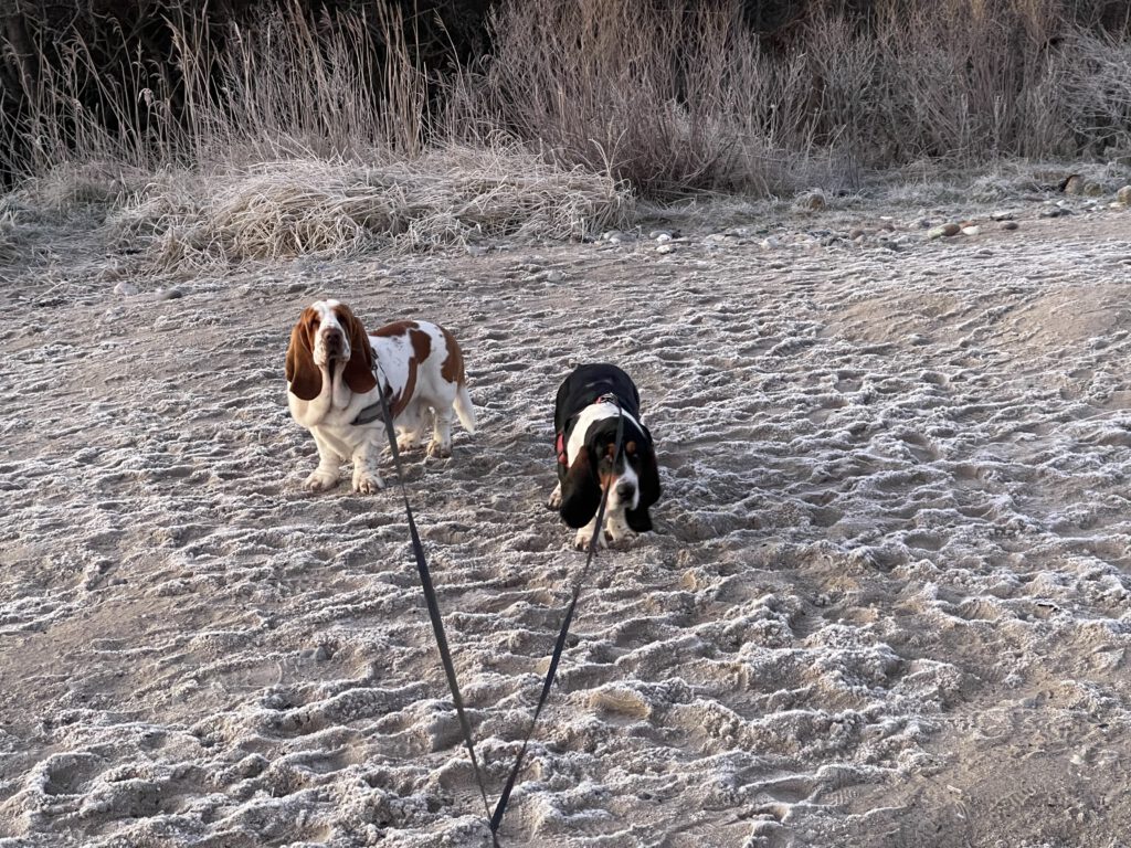 Basset Hound am Strand von Glowe